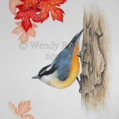Wendy Brydge, Red-Breasted Nuthatch3