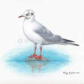 Wendy Brydge, Seagull, October 22, 2017 Watermarked