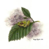 Wendy Brydge, Pacific Tree Frog, 2018 (blog)