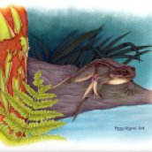 After much research -- not just photos, but also written descriptions of the frogs -- and discussing colour preferences with the client, this was how I chose to colour it.